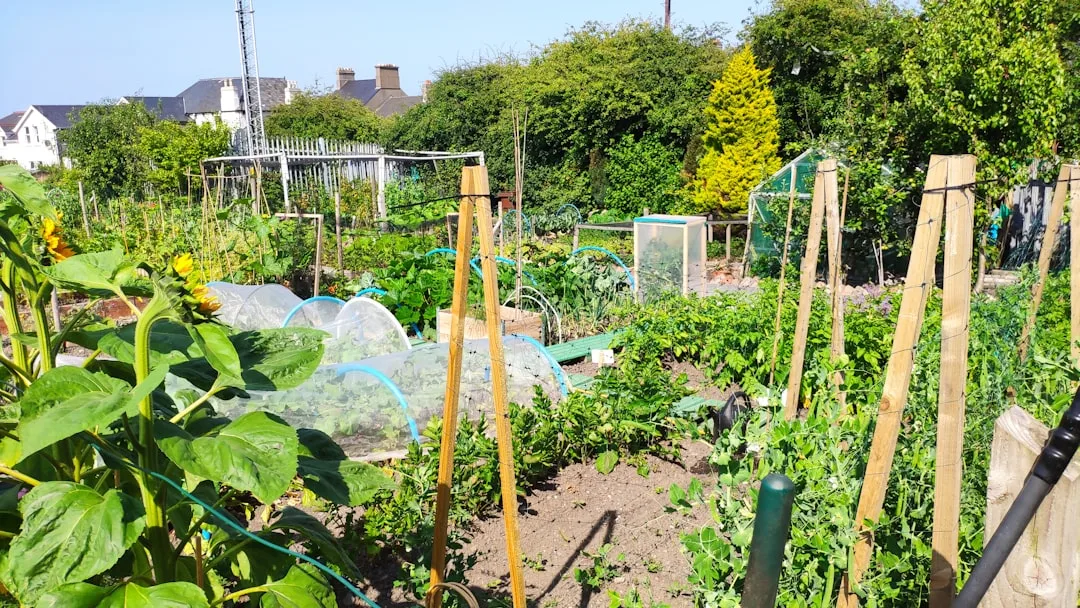 organic vegetable garden teamwork