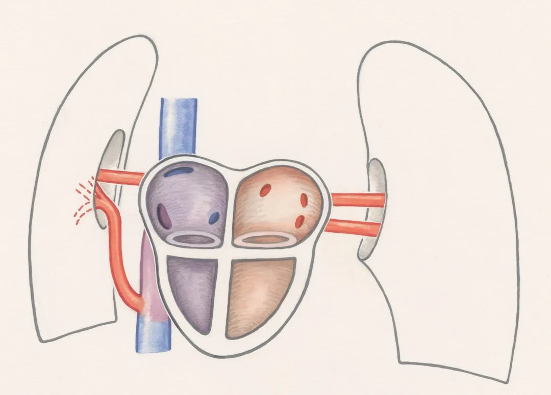anatomy diagram labeled